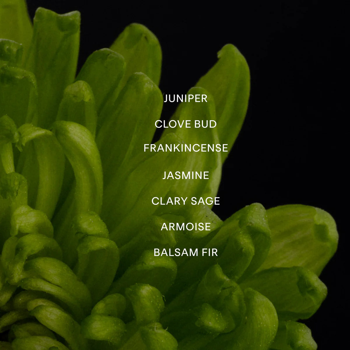 Metamorph Perfume Oil