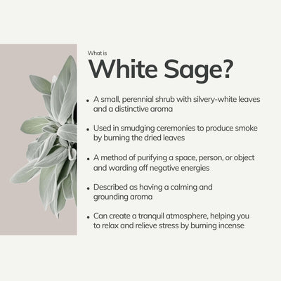 White Sage Hand-Rolled Incense Stick | 7 sticks